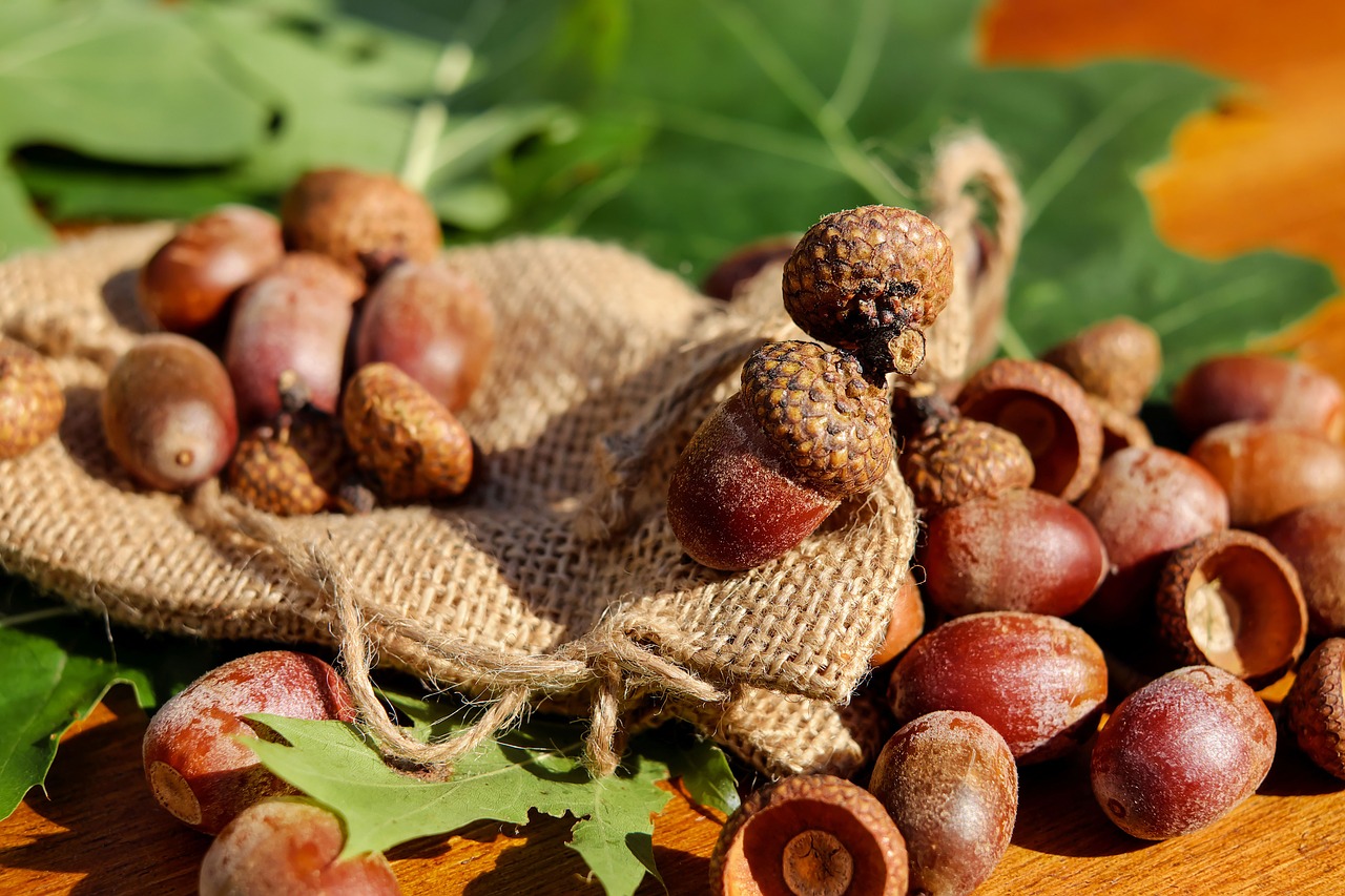 Acorns on top of a small burlap bag.