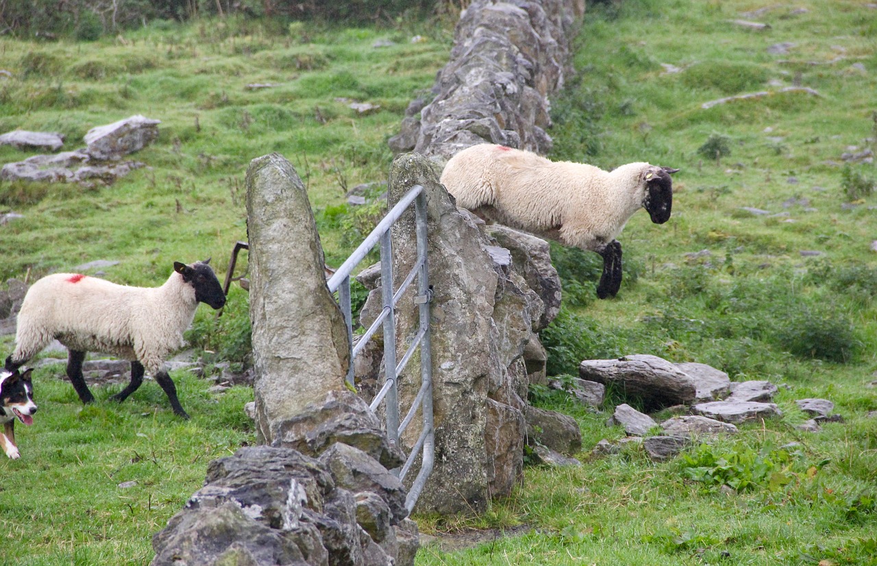 Sheep jumping over a fence.