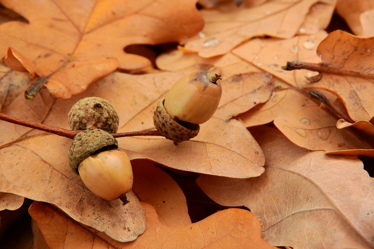 Acorns and Autumn Leaves