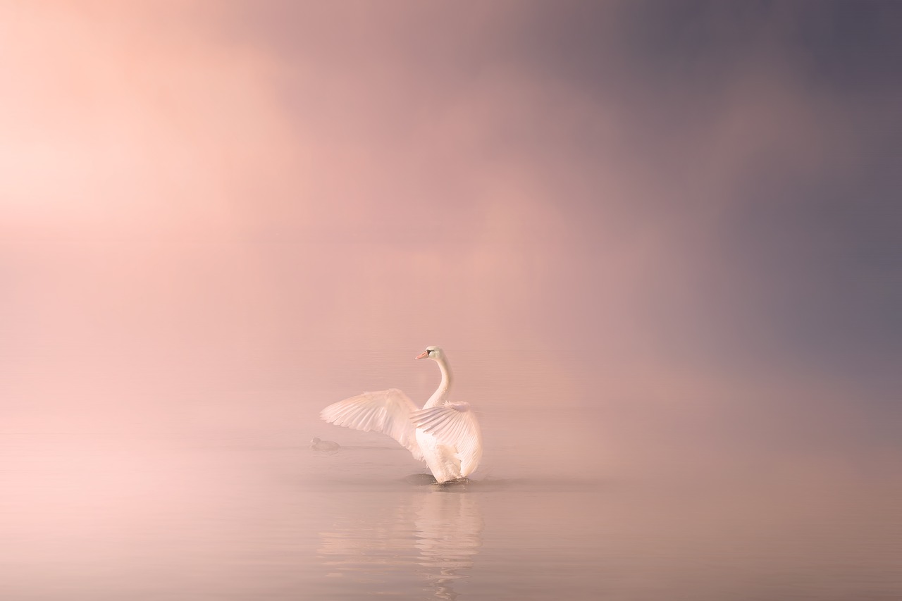 Gracious Swan.